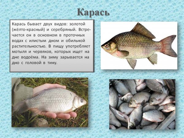 Карась