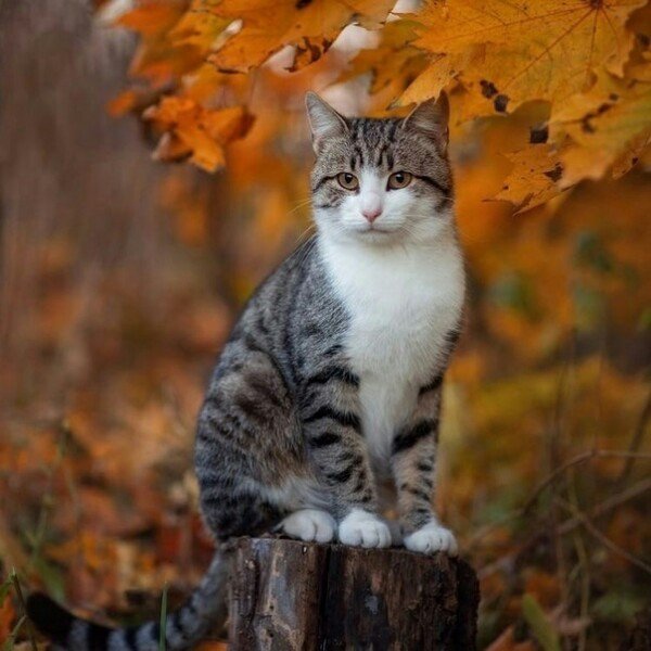 Кошек не любит только тот, кто еще не встретил свою кошку