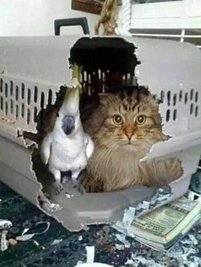 Мы свободны, брат!