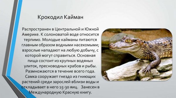 Кайман