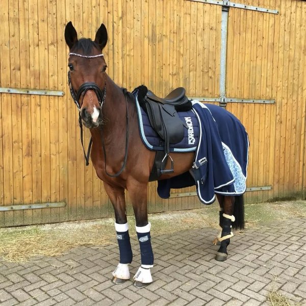 BEST HORSE