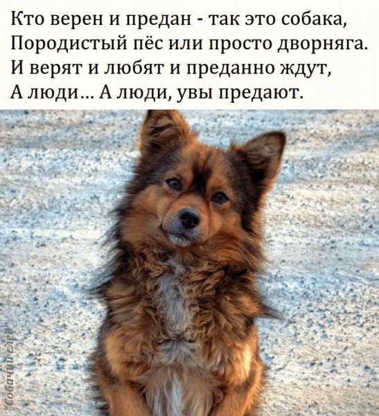 Собака