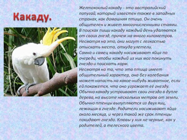 Какаду