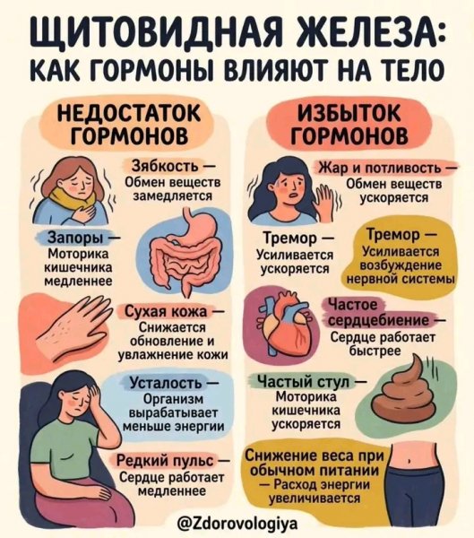Щитовидная железа