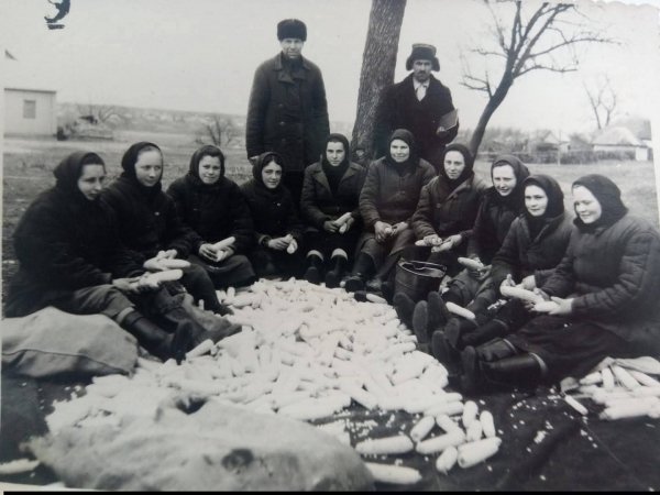 Полтавщина. Веприк. Ланка чистить кукурузу. 1955 -1958.
