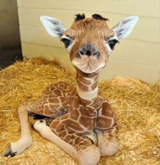 Cute Animals in Pictures03-17-2014-20-34