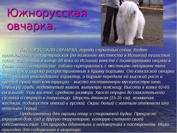 Южнорусская овчарка
