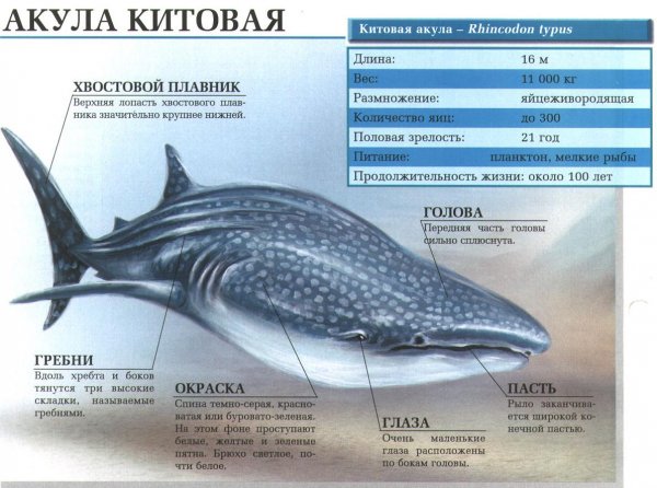 Акула китовая