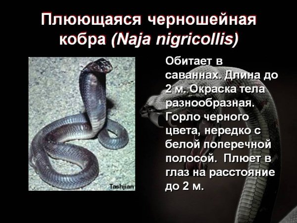 Кобра