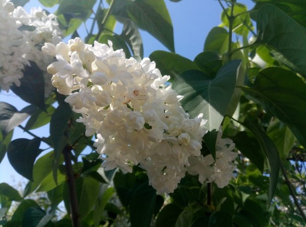 White syringa 2024 2