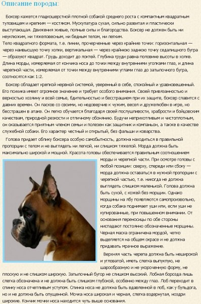Boxer-opisanie