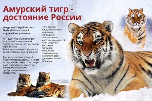 Амурский тигр