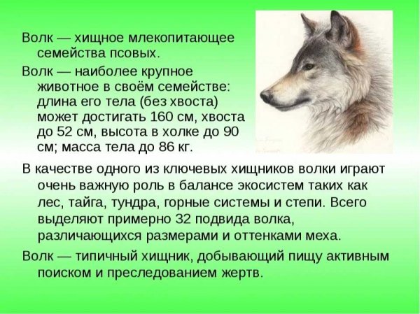 Волк