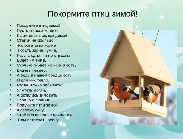 Покормите птиц зимой!