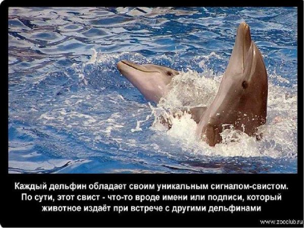 Дельфин