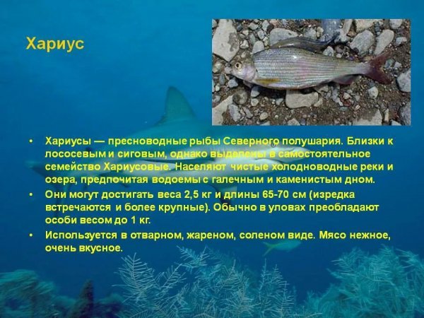 Хариус