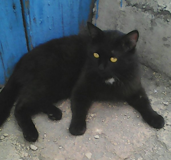 Мой пяздюк