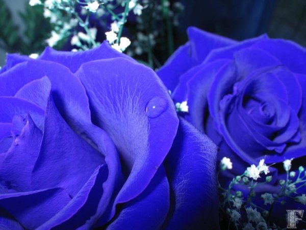 Rose drops1