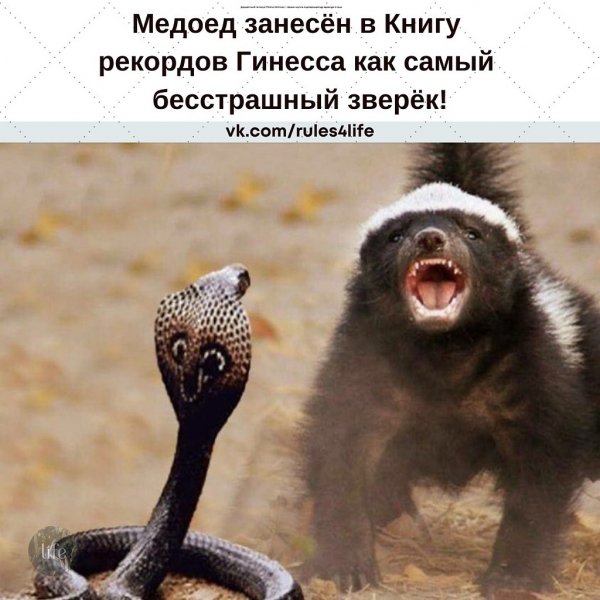 Оба-на!