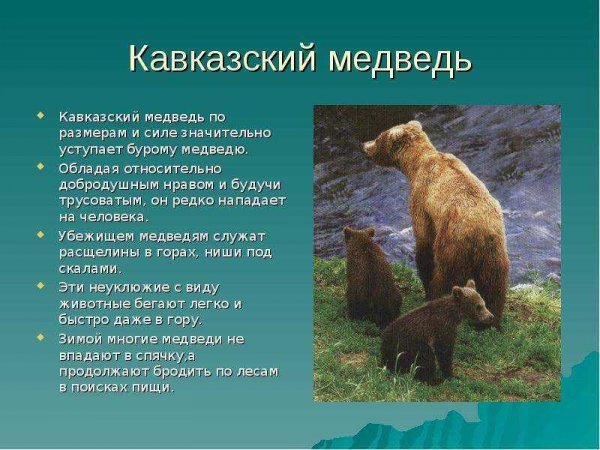 Кавказский медведь