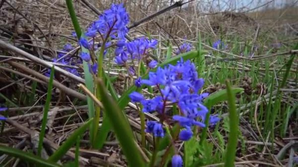 Hyacinthella-asparagaceae-spring-first