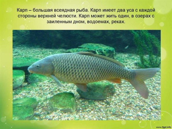 Карп