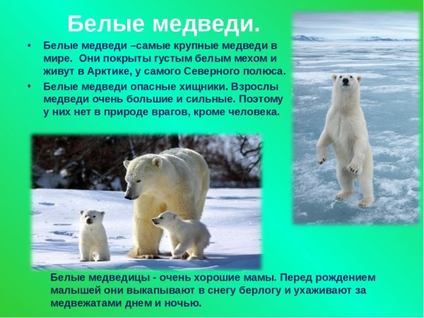 Белые медведи