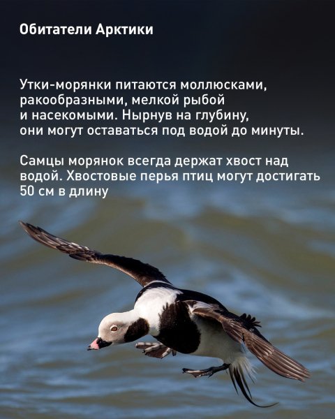 Утки - морянки