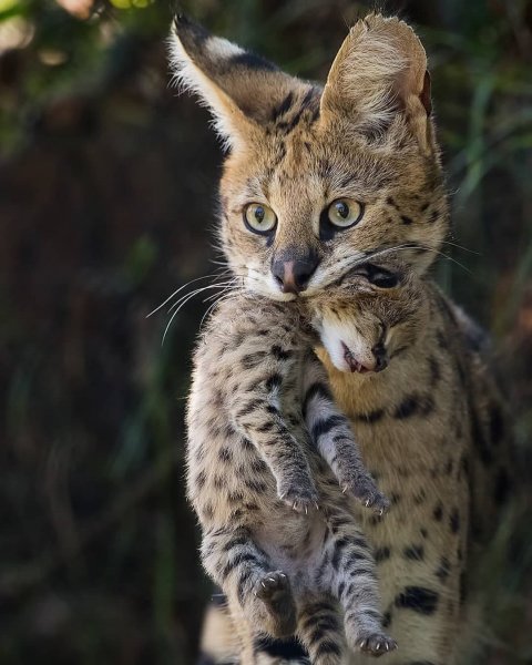 Большие кошки