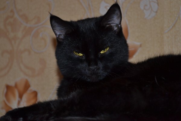 любимая киска по кличке ЖИЖА