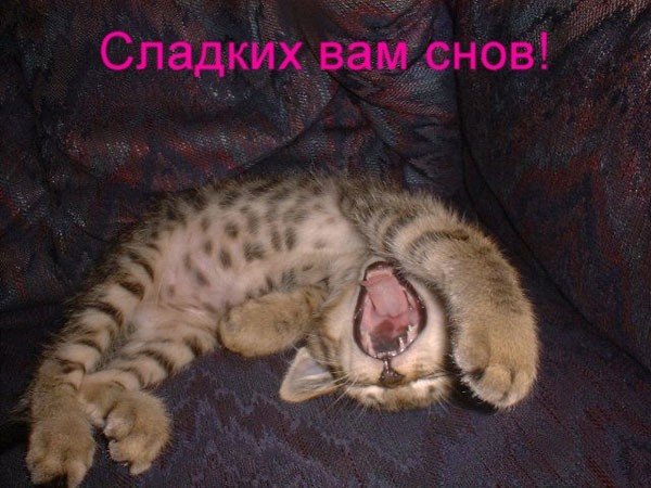 Сладких вам снов!