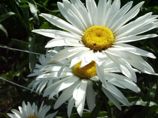 pics