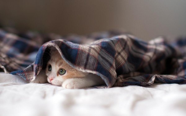 Cat-whiskers-skin-eye