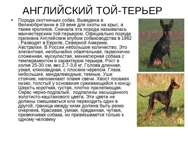 Английский той - терьер