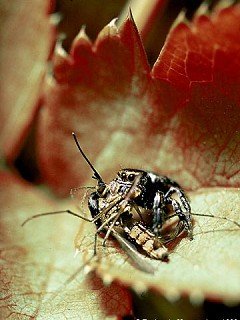 Insects 040