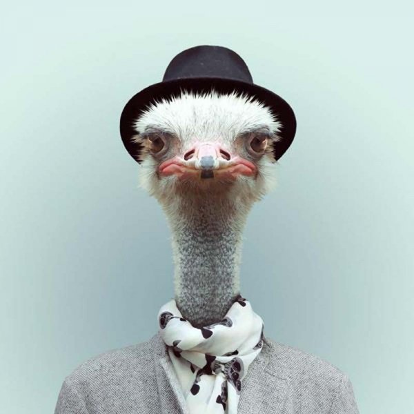 animals-dressed-like-humans-3