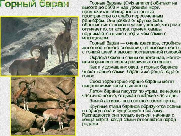 Горный баран