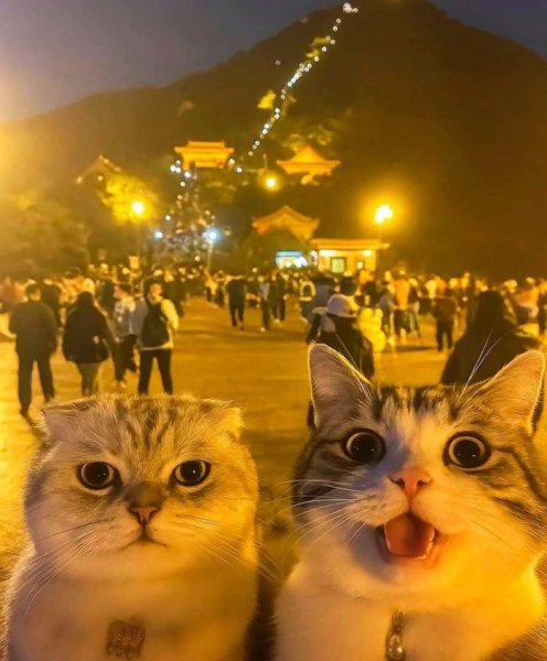 КотЭ)
