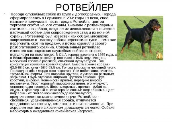 Ротвейлер