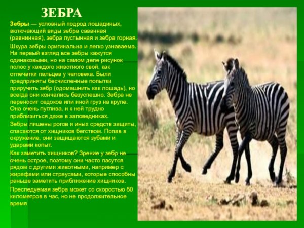 Зебра