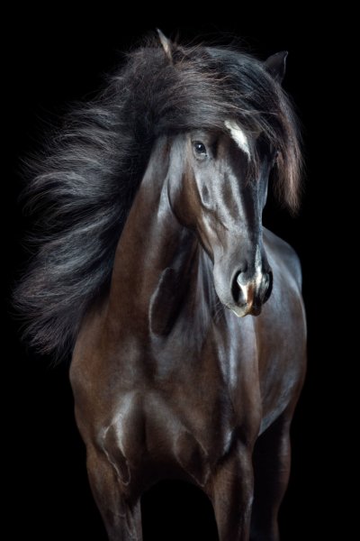 Horse-8-768x1152