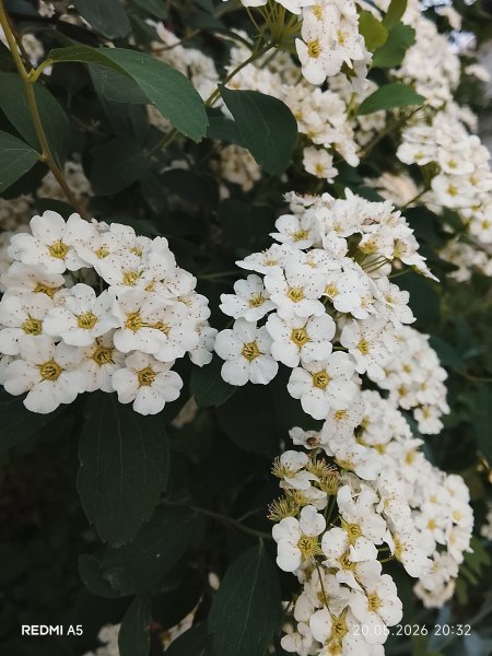 Спирея кустарник