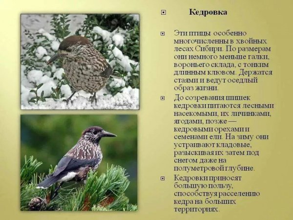 Кедровка