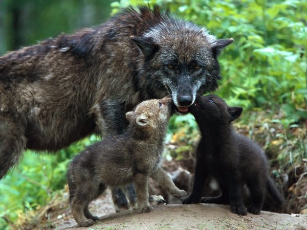 wolf family babies care color-1064453