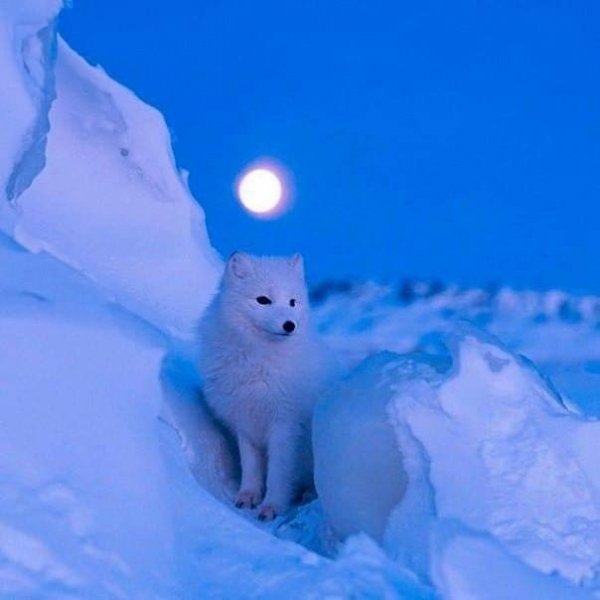 ПРИРОДА АРКТИКИ