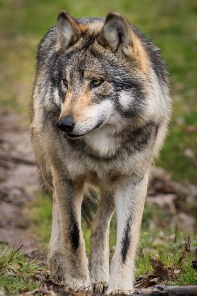 f334b9924862c4cee0031a001885e7bb--grey-wolves-gray-wolf