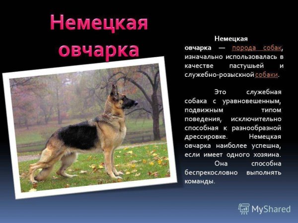 Немецкая овчарка