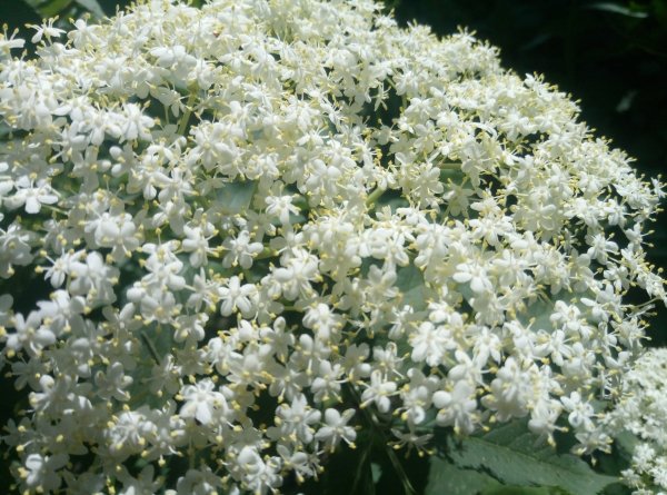 Elderberry blossoms 2