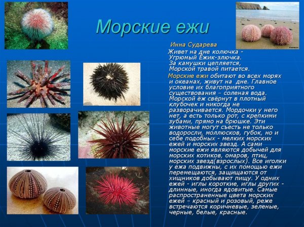 Морские ежи
