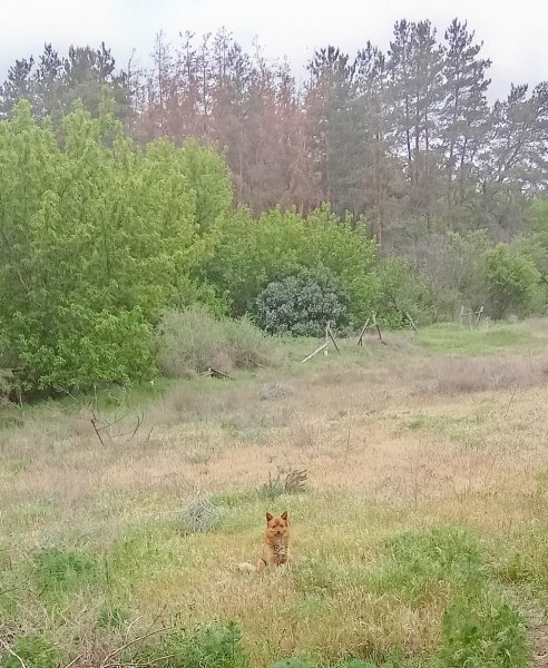 Хитрый Лис